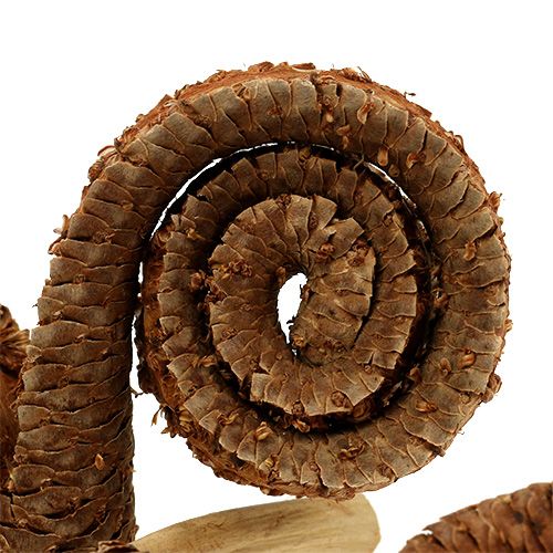 Article Cornes de palmier mâle Déco Nature 7-14cm 25 pièces