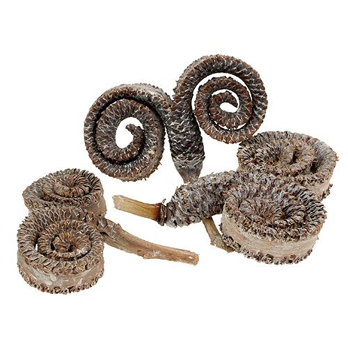 Article Cornes de palmier mâle déco Blanchies 6-14cm 25 pièces