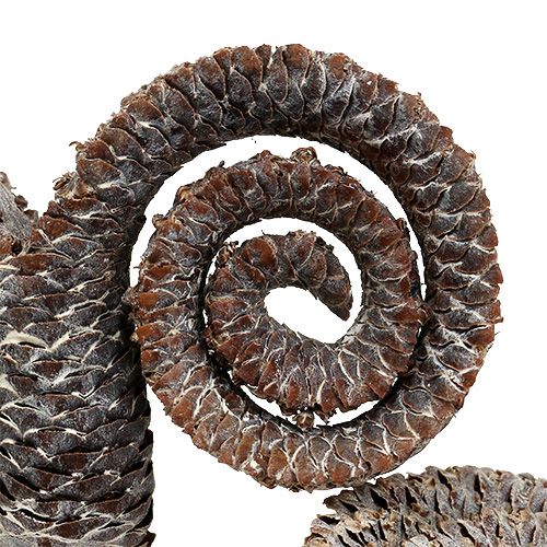 Article Cornes de palmier mâle déco Blanchies 6-14cm 25 pièces