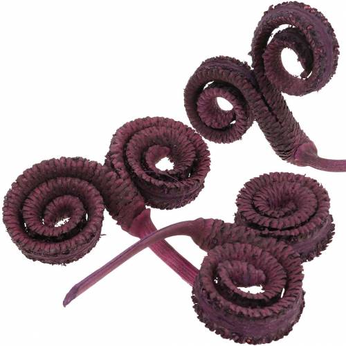 Article Décoration sèche palmier mâle vin rouge 25 pcs