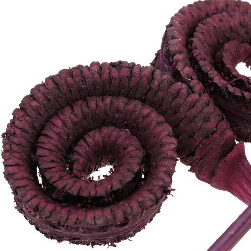 Article Décoration sèche palmier mâle vin rouge 25 pcs