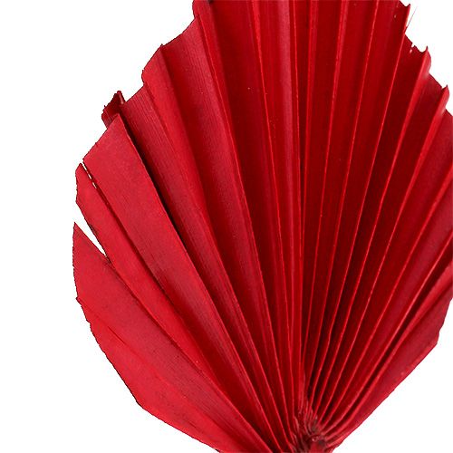 Article Lance de Palmier Rouge 65pcs