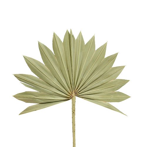 Floristik24 Palmspear Soleil mini nature 50 pcs