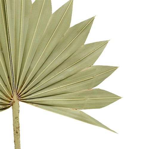 Article Palmspear Soleil mini nature 50 pcs