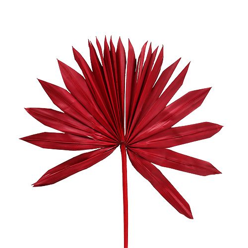 Floristik24 Palmspear Soleil mini rouge 50pcs