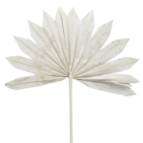 Floristik24 Palmspear Sun mini blanchi à la chaux 50pcs