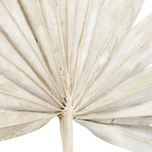 Article Palmspear Sun mini Feuilles de palmier blanchies 50 pièces