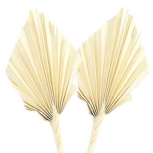 Floristik24 Palmspear blanchi 20 pcs
