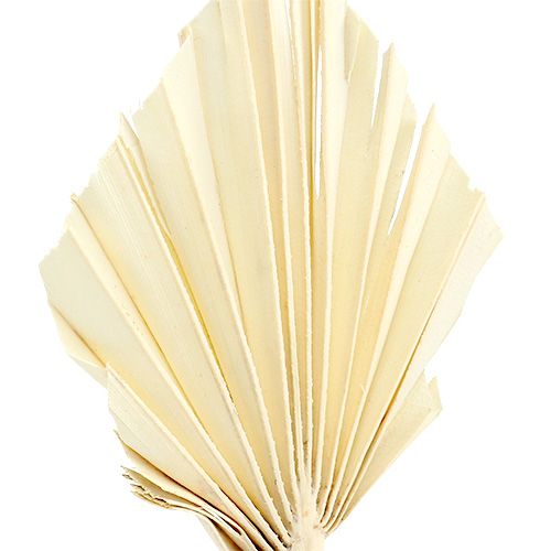 Article Palmspear blanchi 20 pcs