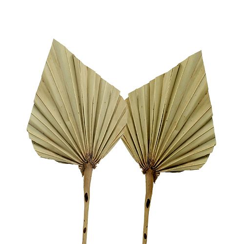 Article Palmspear mini Feuilles de palmier Nature 30-40cm 100 pcs