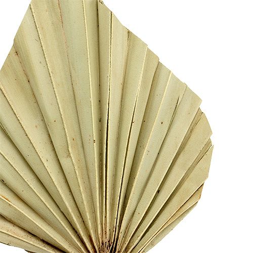 Article Palmspear mini Feuilles de palmier Nature 30-40cm 100 pcs