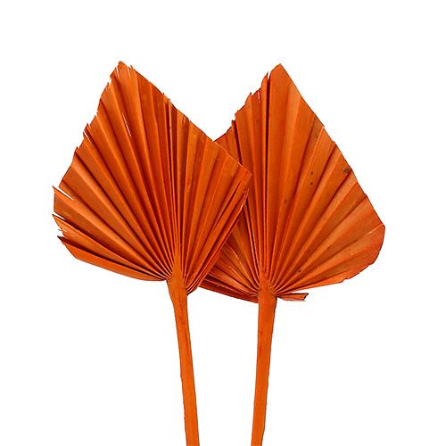 Floristik24 Palmspear mini orange 100 pcs