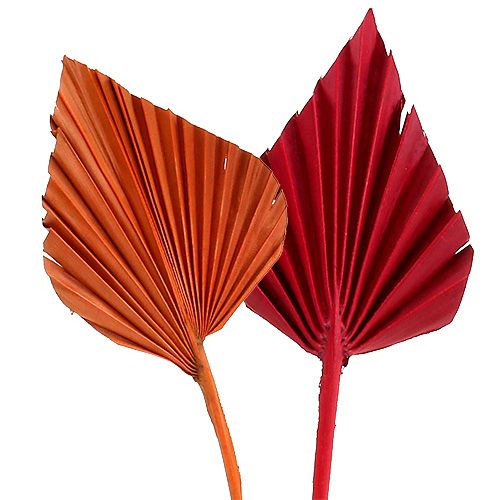Palmspear trié Rouge/Orange 50pcs