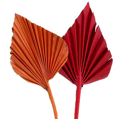 Palmspear trié Rouge/Orange 50pcs