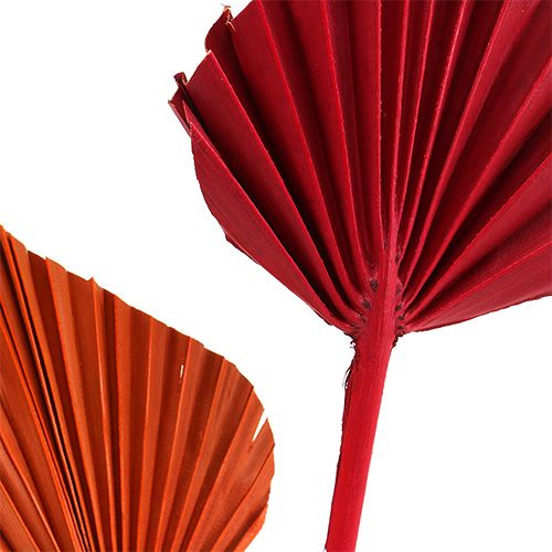 Palmspear trié Rouge/Orange 50pcs