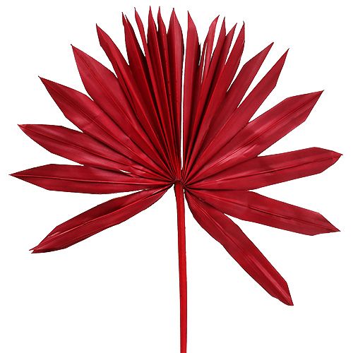 Floristik24 Palmspear Soleil Rouge 30pcs