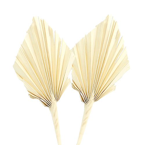 Floristik24 Palmspear mini Feuilles de palmier blanchies séchées 50pcs