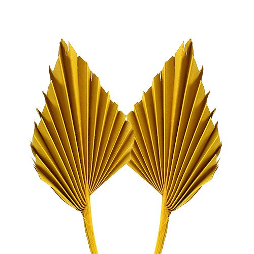 Floristik24 Palmspear mini jaune 100 pcs
