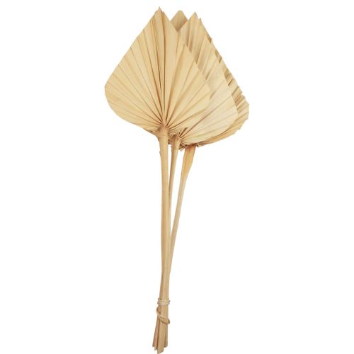 Floristik24 Feuilles de palmier Palmspear décoration naturelle blanchies 12,5×38cm 4 pcs