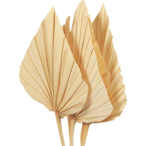 Floristik24 Feuilles de palmier Palmspear décoration naturelle blanchies 12,5×38cm 4 pcs