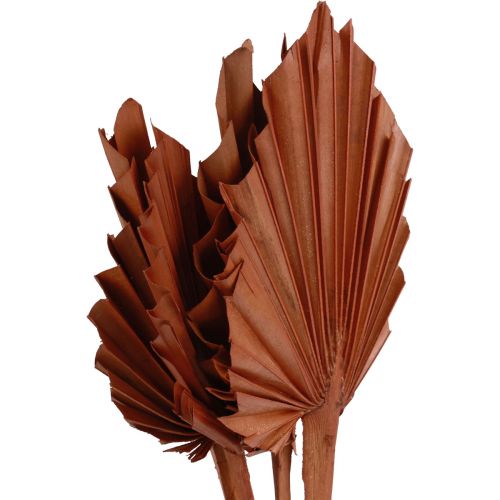 Article Feuilles de palmier Palmspear décoration naturelle marron 5-9×14cm L35cm 4pcs