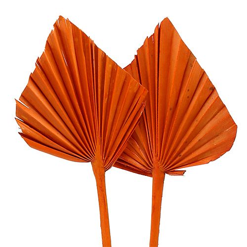 Article Palmspear Feuilles de palmier séchées Orange 65 pièces