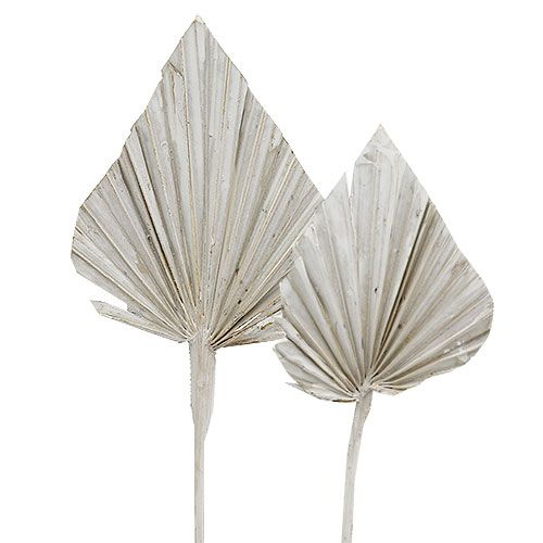 Floristik24 Palmspear blanchi Feuilles de palmier 10-15cm L33cm 65pcs