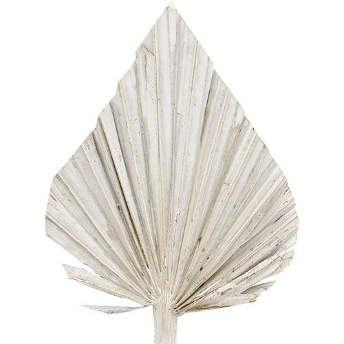 Article Lance de palmier lavé blanc 10cm - 15cm L33cm 65p