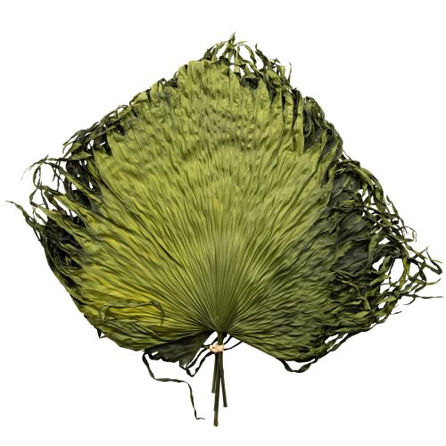 Feuilles de palmier séchées décoratives Saribus vert 45cm 5 pcs