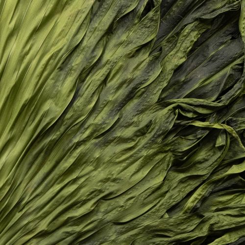 Floristik24 Feuilles de palmier séchées décoratives Saribus vert 45cm 5 pcs