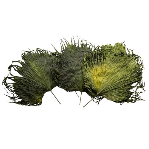 Floristik24 Feuilles de palmier séchées décoratives Saribus vert 45cm 5 pcs