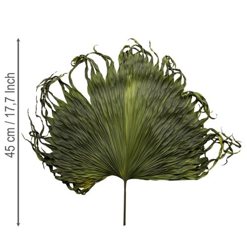 Article Feuilles de palmier séchées décoratives Saribus vert 45cm 5 pcs
