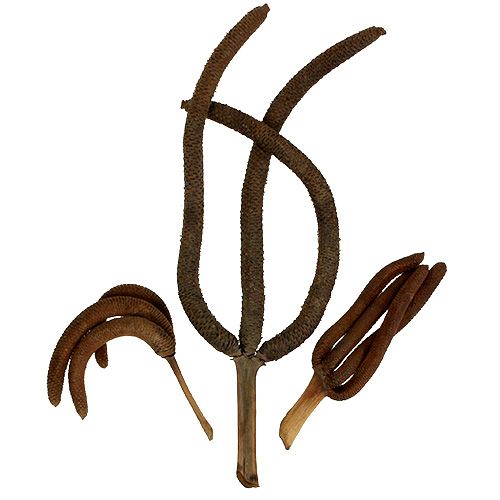 Floristik24 Cônes de palmier 3 fois décoration naturelle 10 pcs