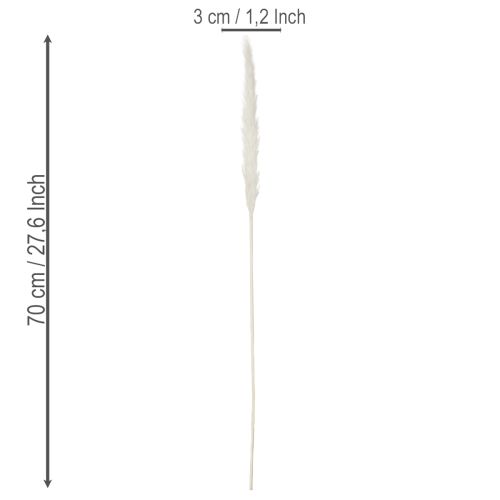 Fleurs séchées d'herbe de la pampa blanchies, 70 cm, 15 pièces | Floristik24.be