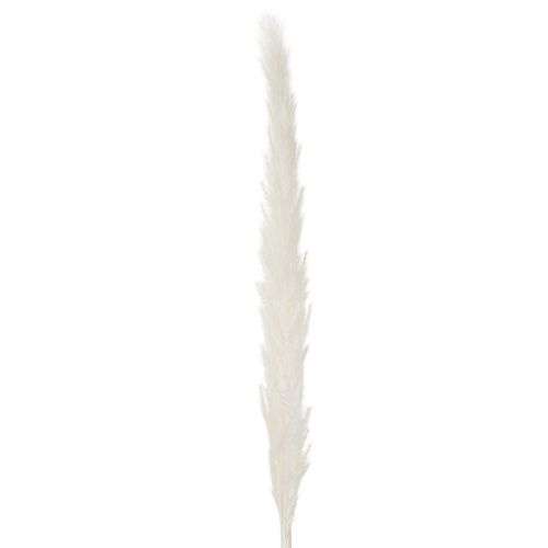 Fleurs séchées d'herbe de la pampa blanchies, 70 cm, 15 pièces | Floristik24.be