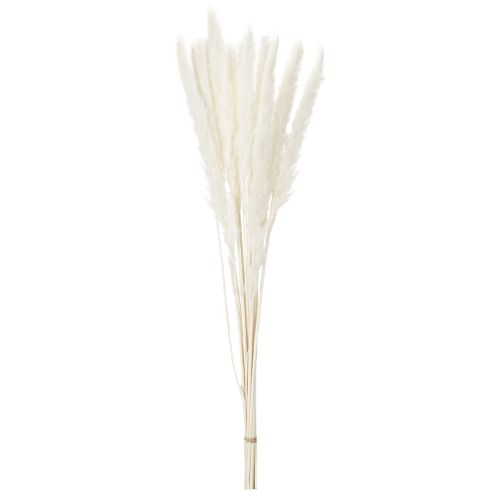Fleurs séchées d'herbe de la pampa blanchies, 70 cm, 15 pièces | Floristik24.be