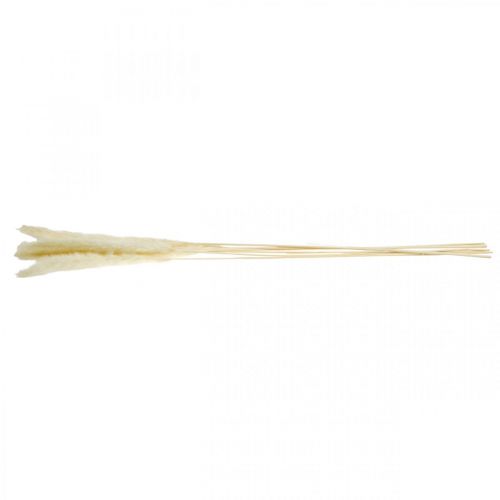 Floristik24 Crème d'herbe de pampa séchée pour bouquet sec 65-75cm 6 pcs