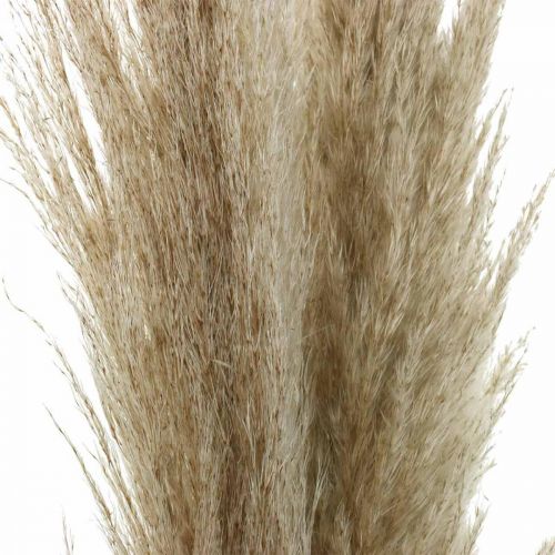 Floristik24 Herbe de la pampa herbe sèche naturelle bouquet sec décoratif 1m 3 pcs