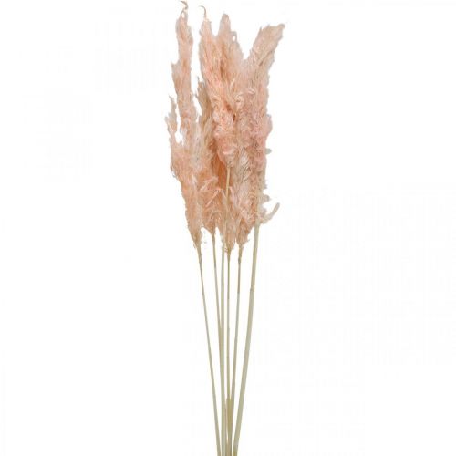 Floristik24 Herbe de pampa séchée fleurs séchées roses décoration naturelle 65-75cm 6 pcs
