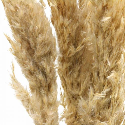 Article Décoration sèche herbe de pampa séchée blanchie 70-75cm 6 pcs