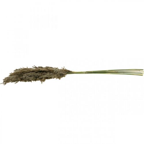 Floristik24 Herbe de Pampa Séchée Naturelle Pour Bouquet Sec 70-75cm 6 pcs