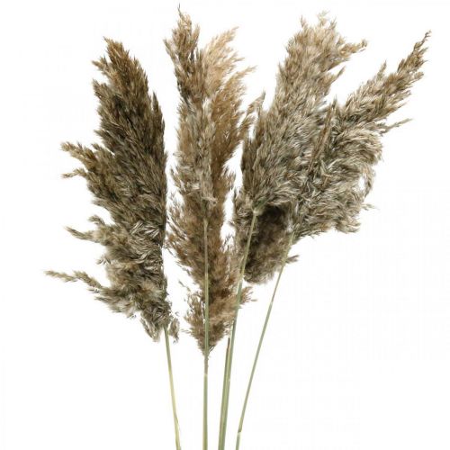 Floristik24 Herbe de Pampa Séchée Naturelle Pour Bouquet Sec 70-75cm 6 pcs