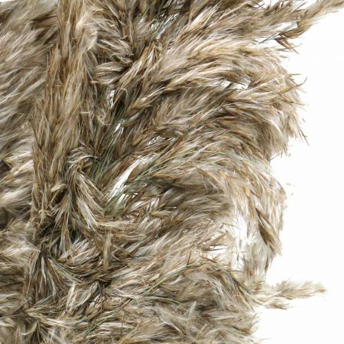 Floristik24 Herbe de Pampa Séchée Naturelle Pour Bouquet Sec 70-75cm 6 pcs
