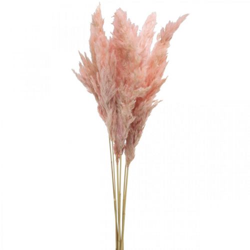 Article Herbe de pampa séchée fleuristerie sèche rose 65-75cm 6pcs en bouquet