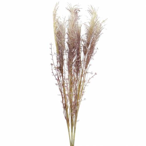 Floristik24 Crème d&#39;herbe des pampas, violette Fleurs séchées artificielles 3pcs