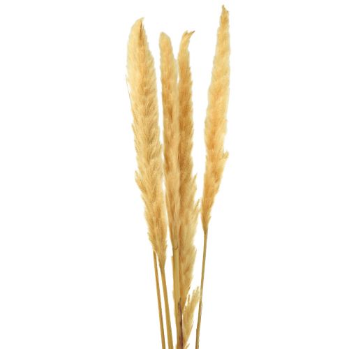 Floristik24 Herbe de pampa séchée crème d&#39;herbe sèche décoration sèche 70cm 6 pcs