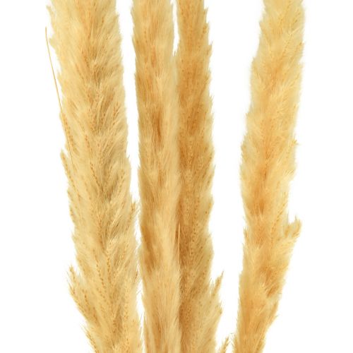 Article Herbe de pampa séchée crème d&#39;herbe sèche décoration sèche 70cm 6 pcs