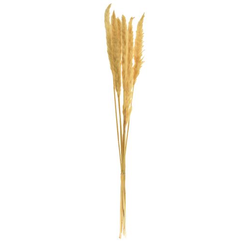 Article Herbe de pampa séchée crème d&#39;herbe sèche décoration sèche 70cm 6 pcs