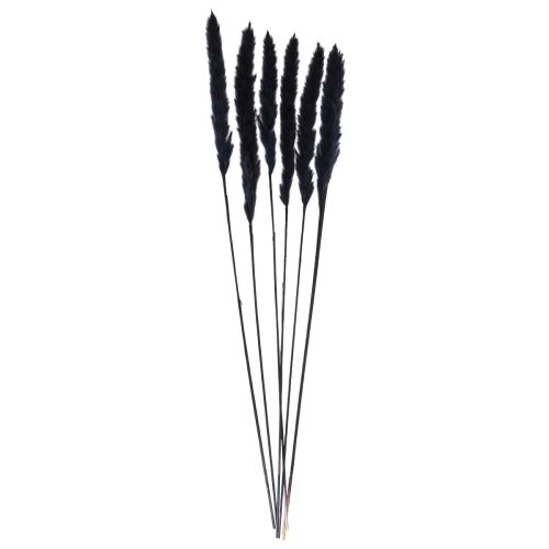 Article Herbe de la Pampa séchée noire décoration sèche L72cm 6 pcs