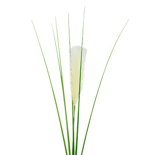 Floristik24 Herbe de la pampa avec plumet crème vert H. 100 cm